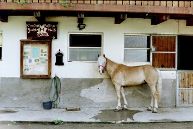 Haflinger Zucht beim Sandwirt