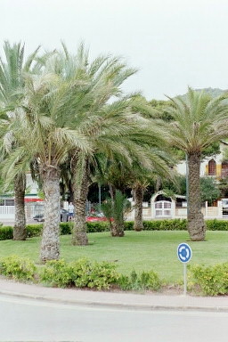 Palmen in Girona